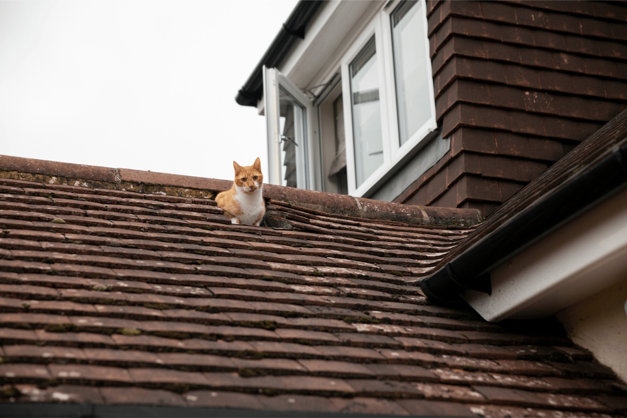 How do i know if my gutters need repairing?